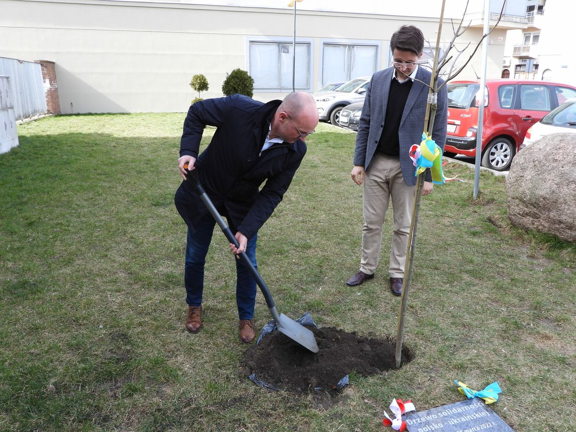 Przed Urzędem Miasta posadzono "drzewo solidarności polsko-ukraińskiej"