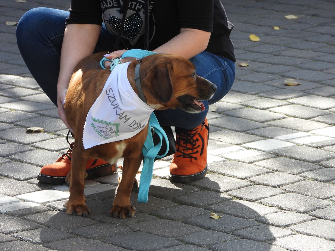 Przygarniesz mieszkańca schroniska - nie zapłacisz podatku od psa. Radni zdecydują czy to dobry pomysł już we wtorek Przygarniesz mieszkańca schroniska - nie zapłacisz podatku od psa. Radni zdecydują czy to dobry pomysł już we wtorek