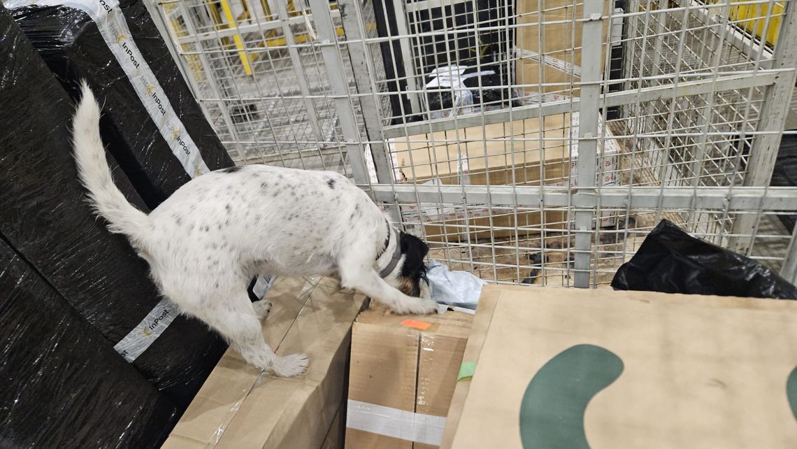 Psy w sortowni przesyłek znalazły m.in narkotyki i tytoń. Wobec nadawców i odbiorców wszczęto postepowania Psy w sortowni przesyłek znalazły m.in narkotyki i tytoń. Wobec nadawców i odbiorców wszczęto postepowania