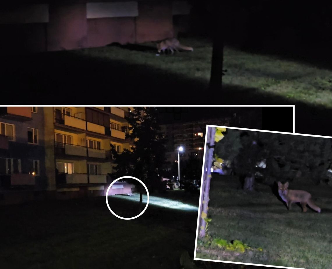 Resztki po jedzeniu pod blokiem przy ul. Broniewskiego regularnie przyciągają lisa [wideo]