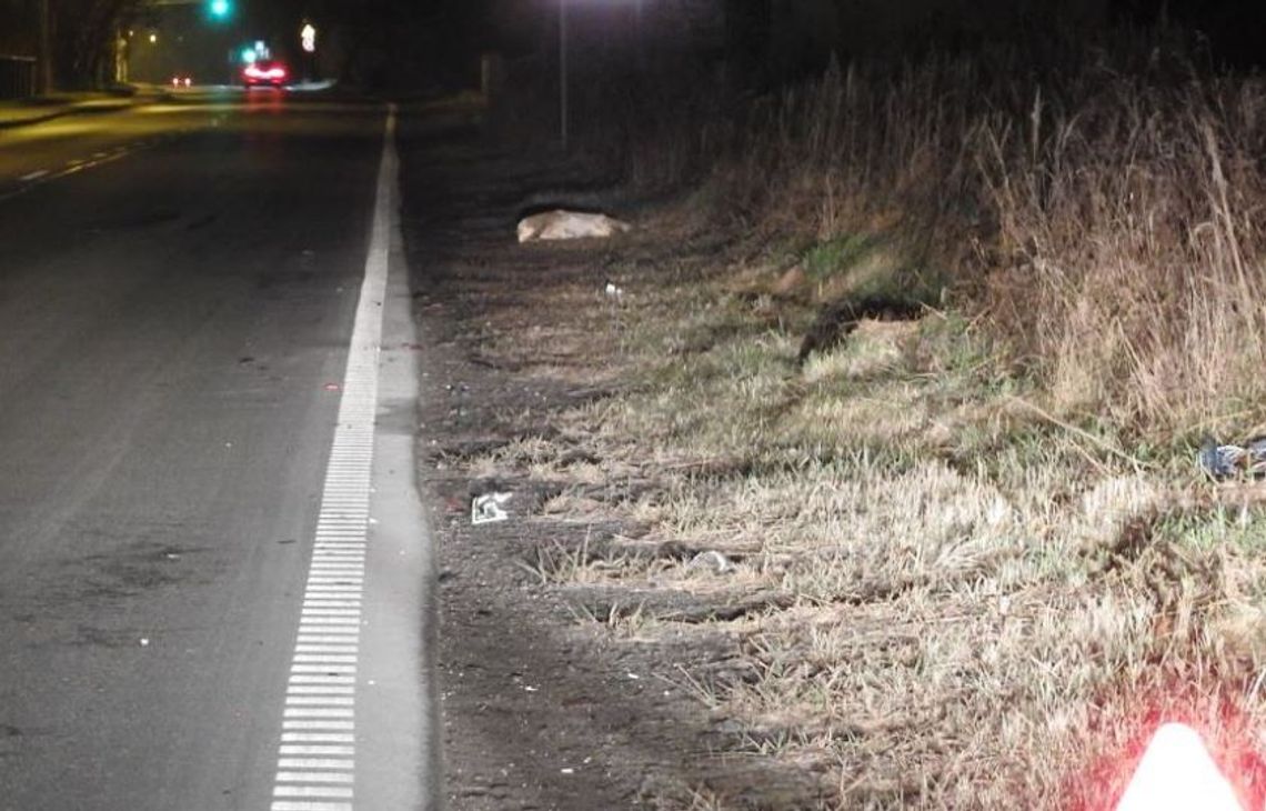 Ford uderzył w zwierzę leśne w Warząchewce