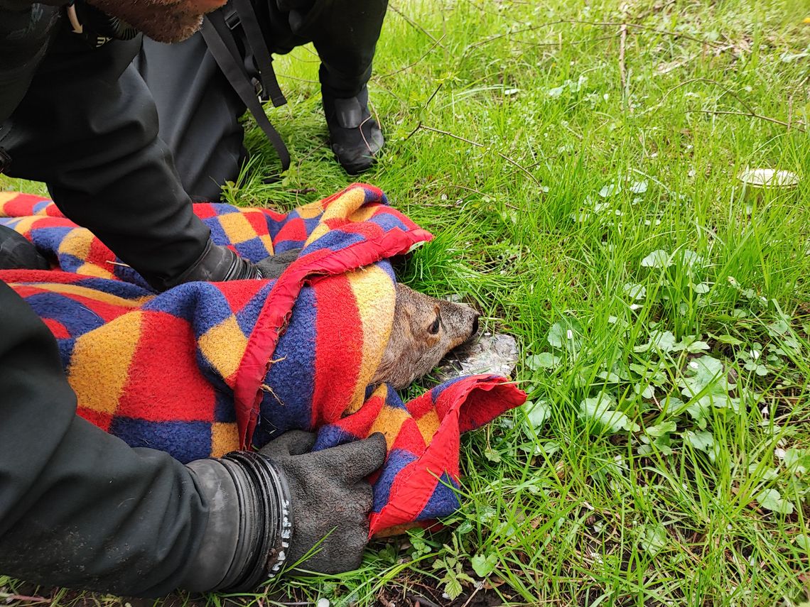 Sarna ugrzęzła w bagnie, zaatakowały ją psy