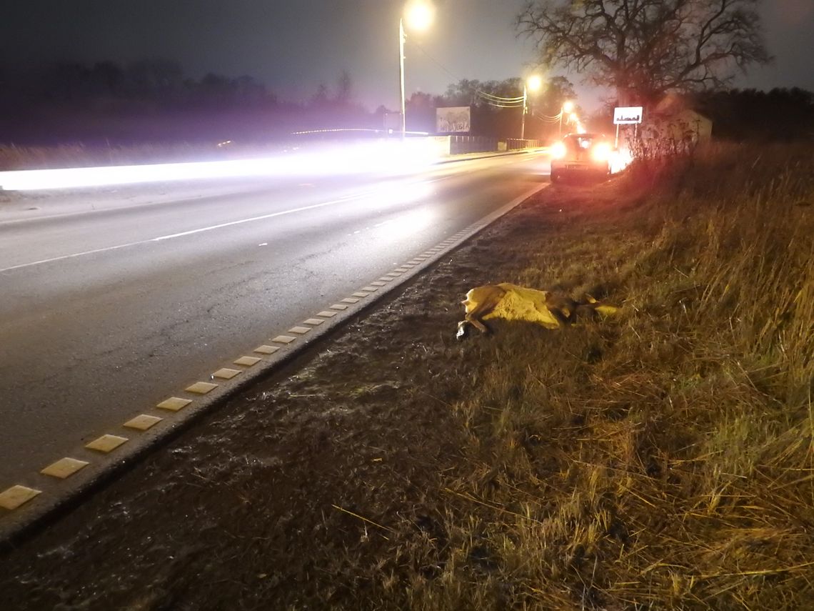 Sarna wybiegła pod koła samochodu przy ul. Płockiej. Zwierzę nie przeżyło 