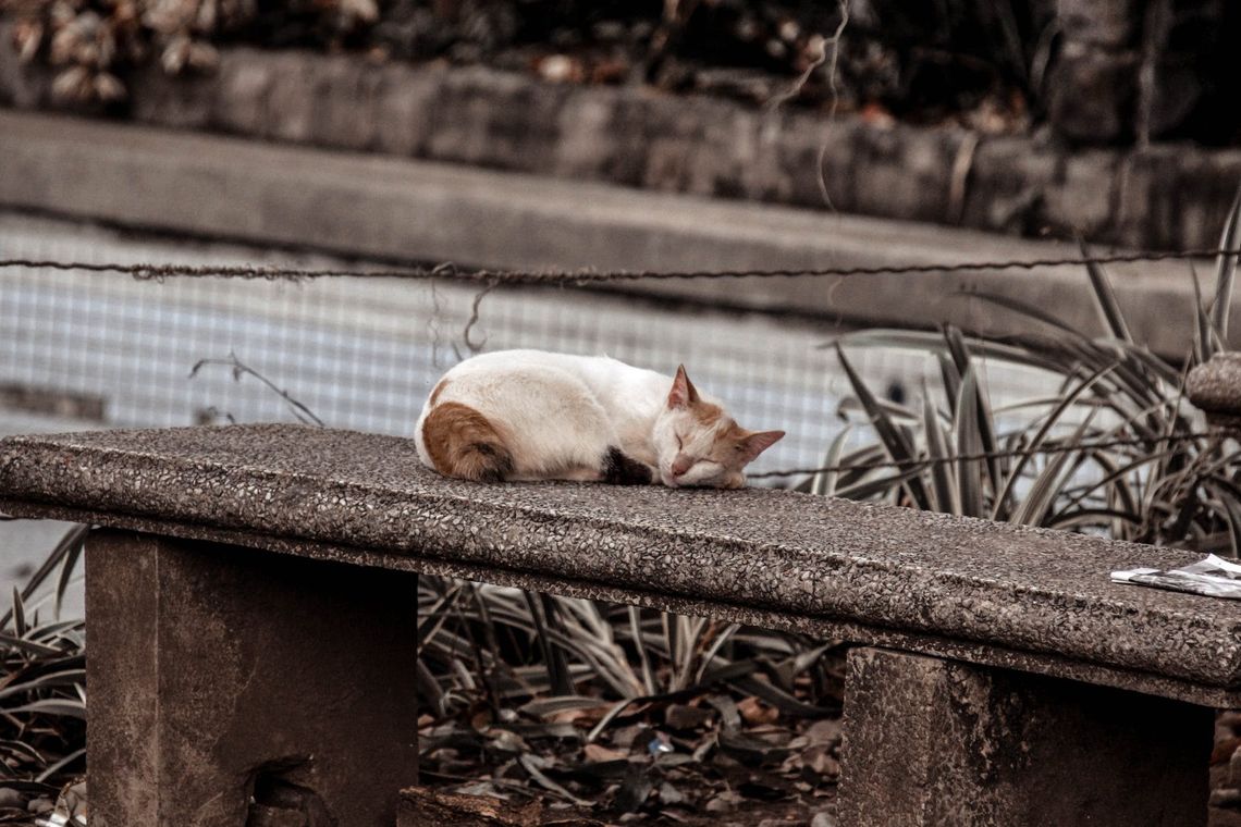 Schronisko dla zwierząt namawia do kastracji i sterylizacji kotów bezdomnych i wolno żyjących 