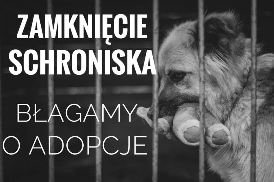 Schronisko dla zwierząt prosi o adopcje. Zostanie zamknięte w grudniu