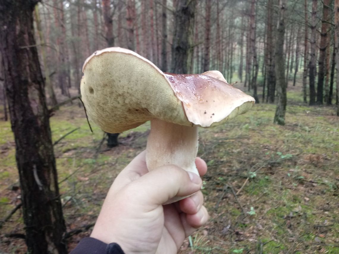 Sezon na grzybobranie rozpoczęty. Jakie gatunki możemy spotkać w podwłocławskich lasach?