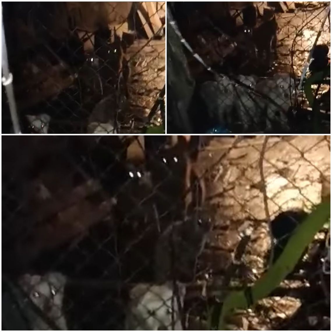 Sfora psów w centrum Włocławka. Sąsiedzi boją się o swoje dzieci