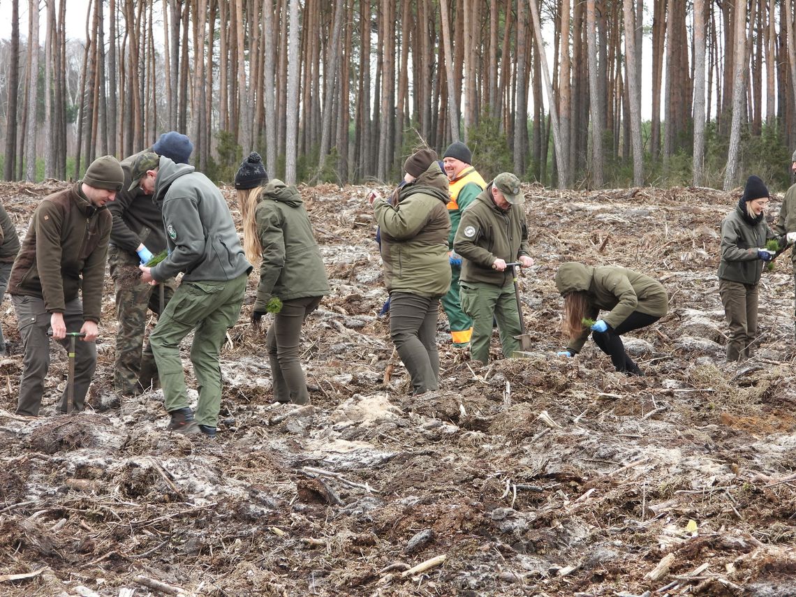 Służby sadziły sosny w ramach akcji "Łączą nas drzewa" Służby sadziły sosny w ramach akcji "Łączą nas drzewa"