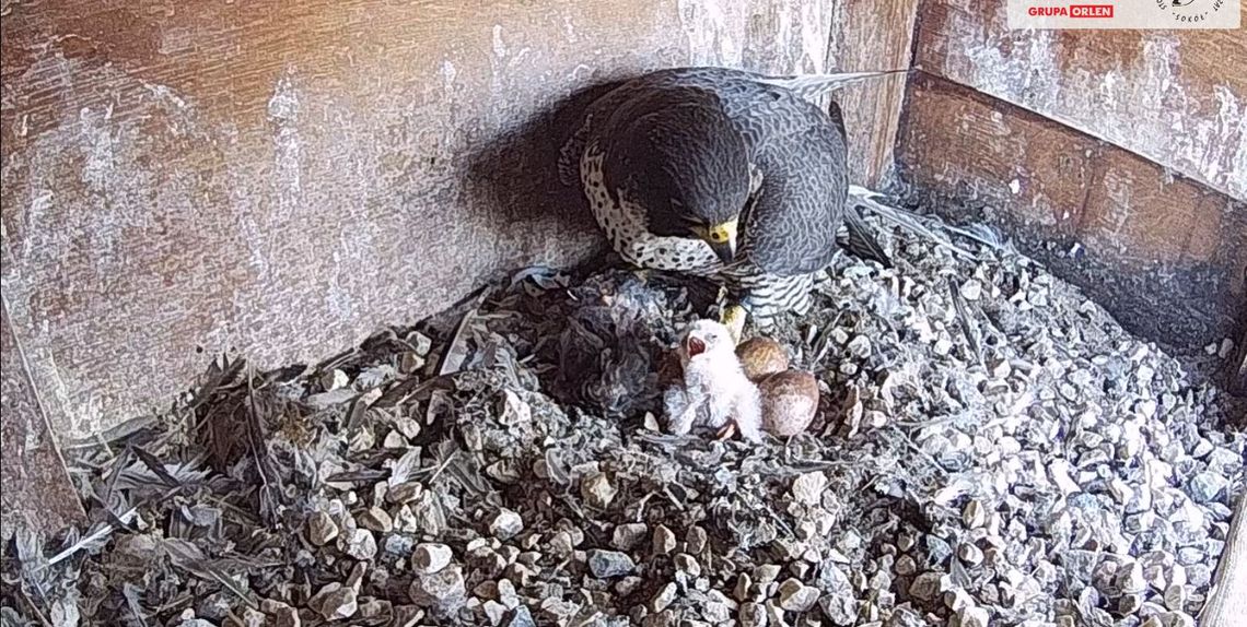 We Włocławku wykluły się 3 pisklęta sokołów. Jest konkurs na imiona! sokoły wędrowne