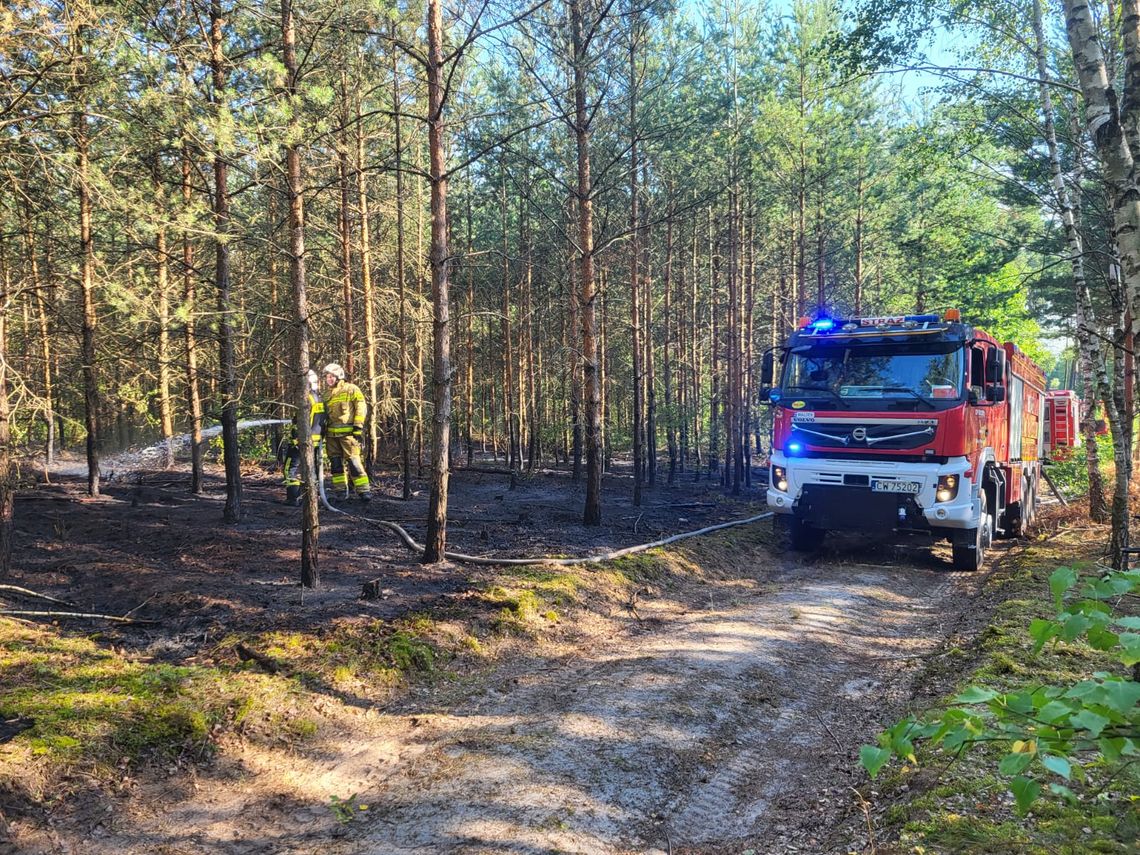 30 arów lasu spłonęło na os. Michelin. Doszło do podpalenia