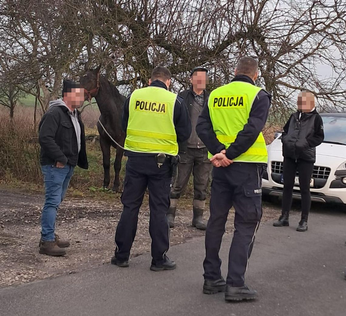 Spłoszona klacz biegała po drodze powiatowej. Schwytał ją przejeżdżający kierowca