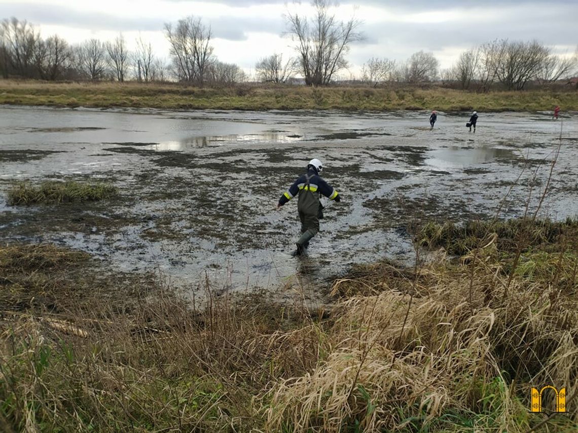 Strażacy uratowali blisko 100 ryb z chronionych gatunków