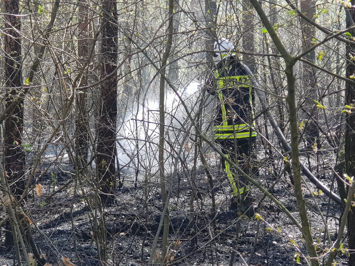 Szereg pożarów we włocławskich lasach. Przyczyną wszystkich - podpalenia