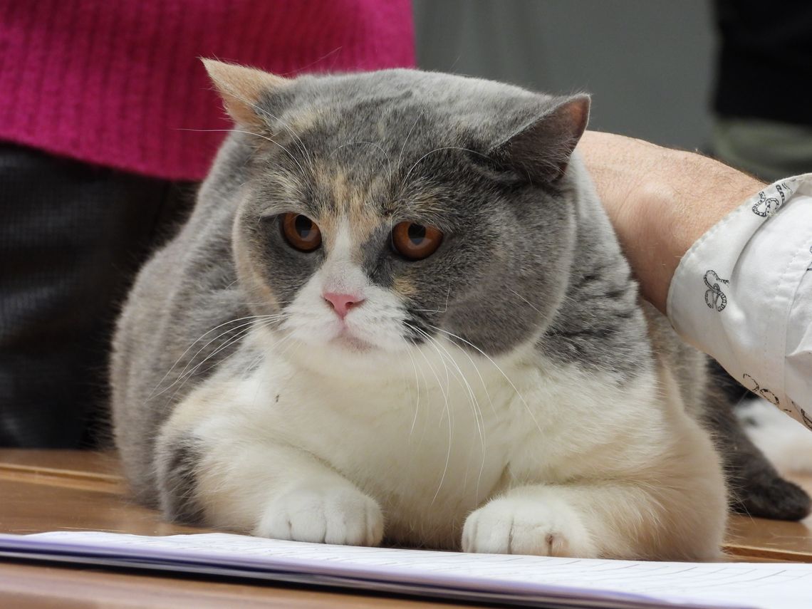 Te kocie oczy... Wystawa rasowych kotów w hali OSiR