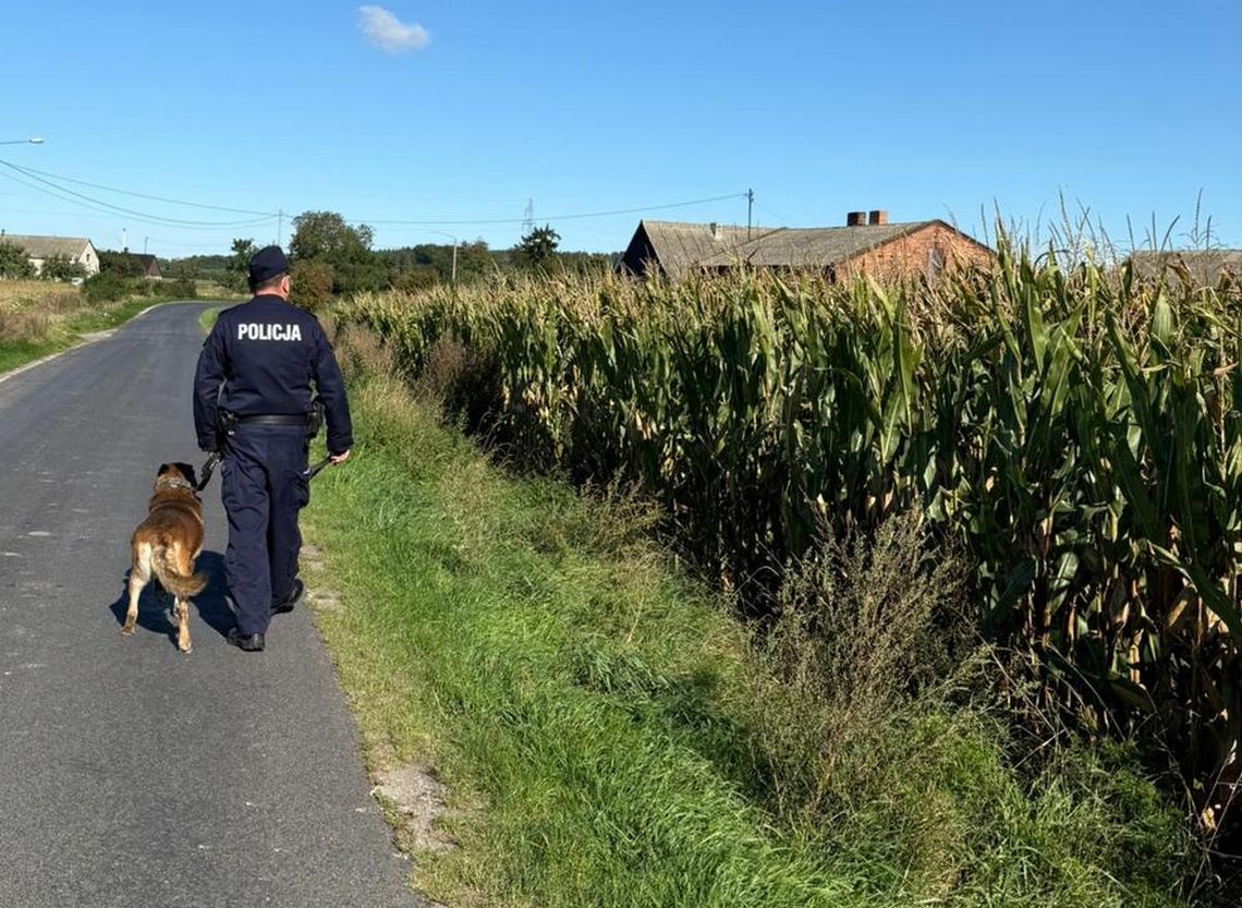 Policja na polach kukurydzy. Ktoś umieszcza metalowe przedmioty