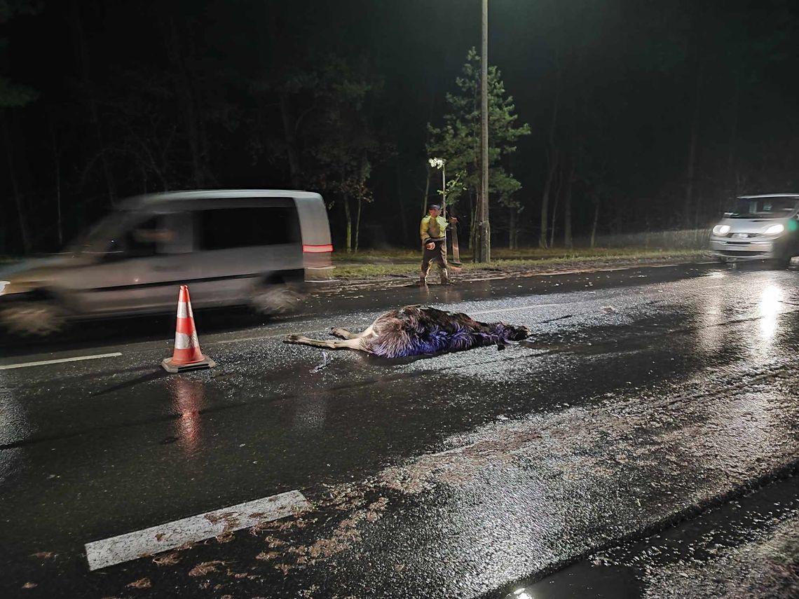 Utrudnienia na al. Jana Pawła. Zderzenie auta osobowego z łosiem