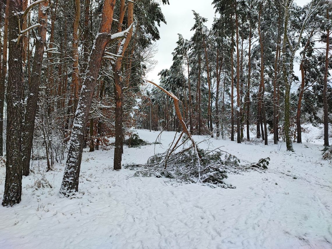 W lasach trwa usuwania zniszczeń powstałych w wyniku opadów śniegu