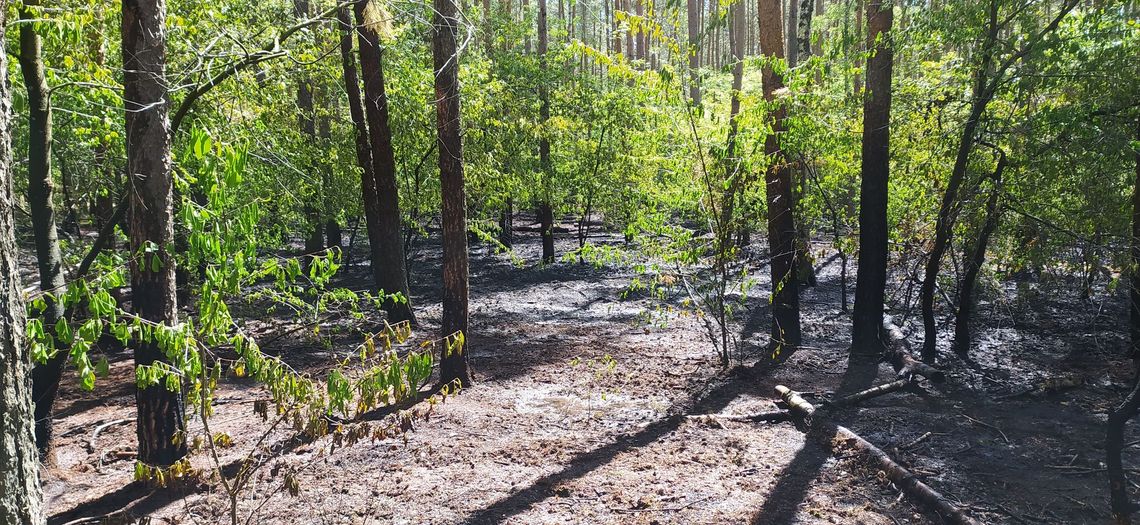 W ostatnim czasie spłonęło ponad 3 ha lasu. Wilgotność ściółki spadła poniżej 10%