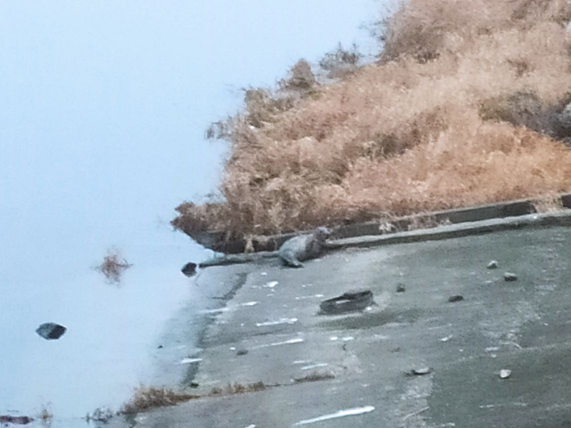 W sobotę do Włocławka przypłynęła foka W sobotę do Włocławka przypłynęła foka