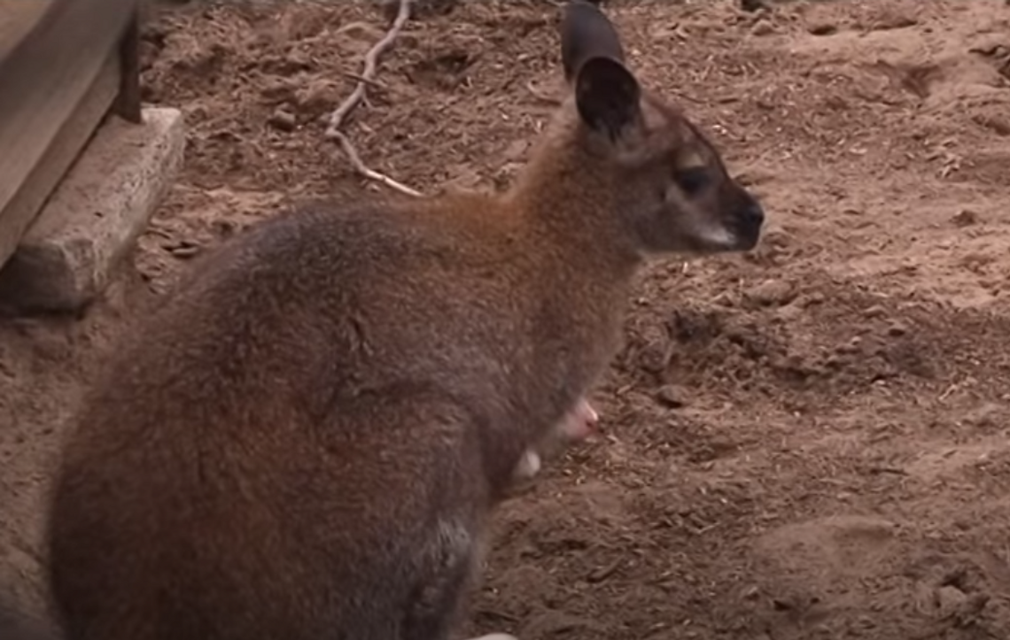 Wiemy skąd i kiedy uciekł kangur, który hasa po włocławskich lasach