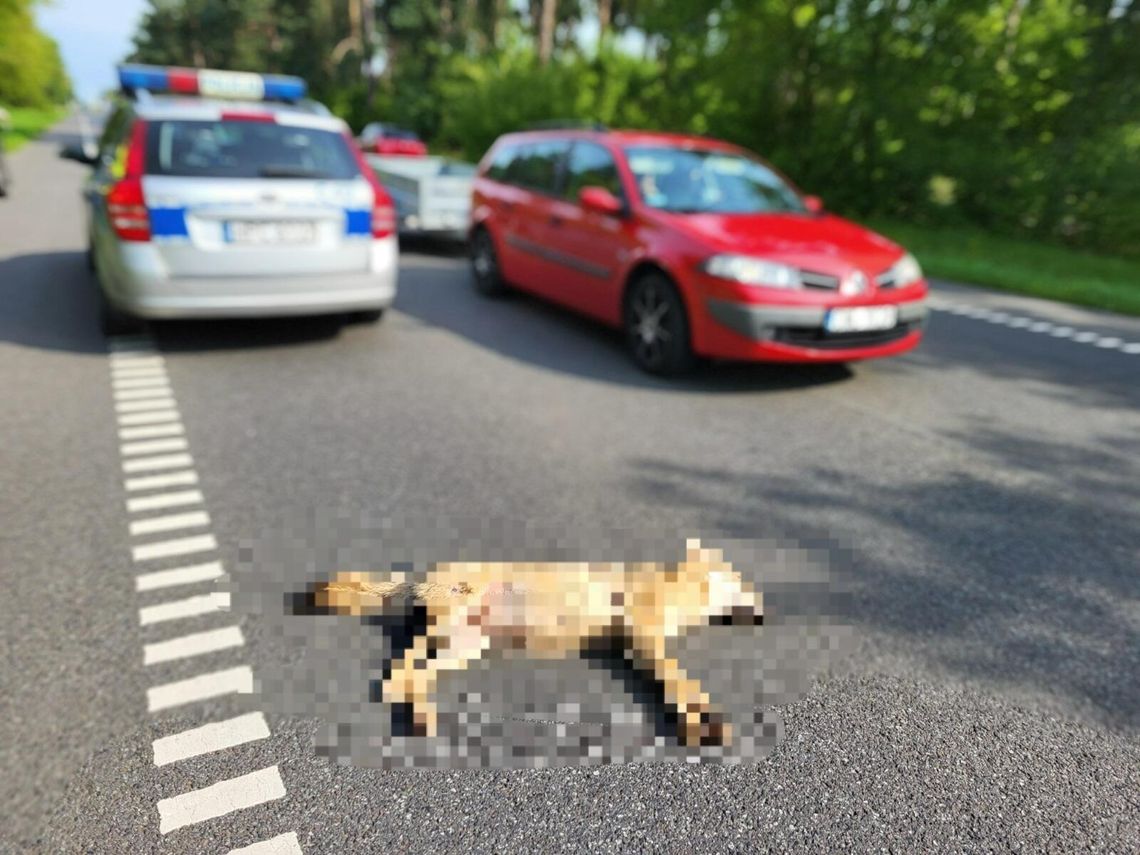 Samica Wilka potrącona na trasie Włocławek-Kowal. Jej pochodzenie zbada Uniwersytet Warszawski [zdjęcie oryginalne w treści]