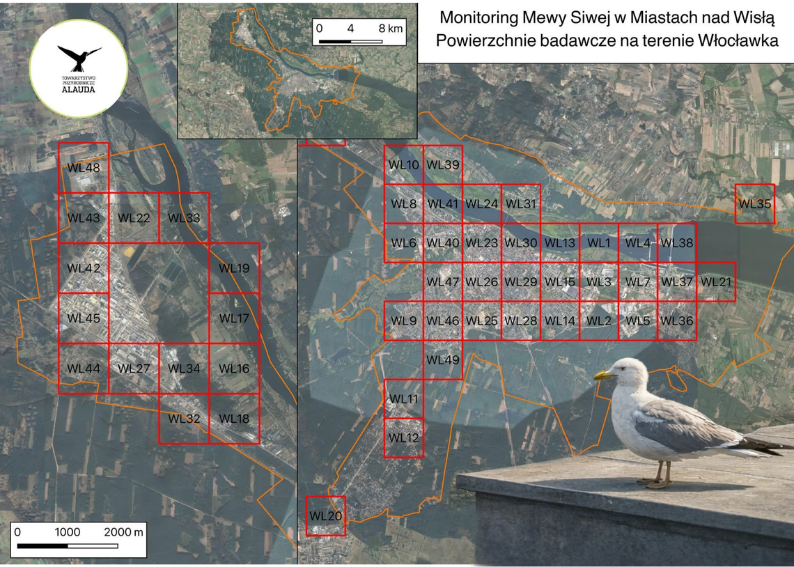 Włocławek pod obserwacją. Rusza monitoring mewy siwej nad Wisłą Włocławek pod obserwacją. Rusza monitoring mewy siwej nad Wisłą