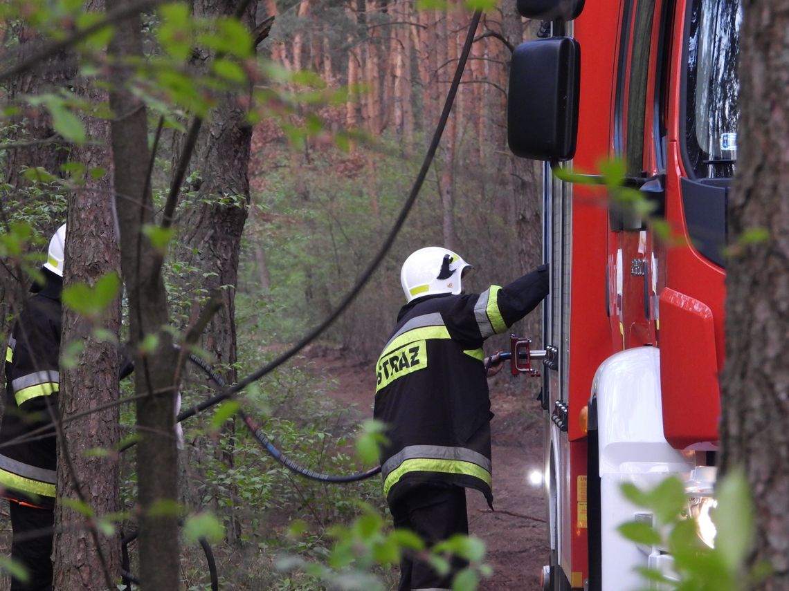 Wtórny pożar na obszarze pogorzeliska w leśnictwie Poraza