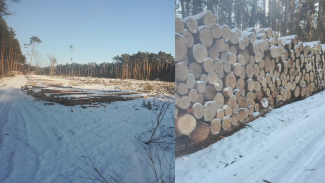 Wycinka drzew na os. Południe. W lesie prowadzone są prace sanitarne
