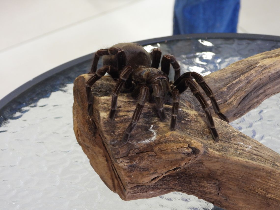 Wystawa pająków w Centrum Kultury "Browar B."