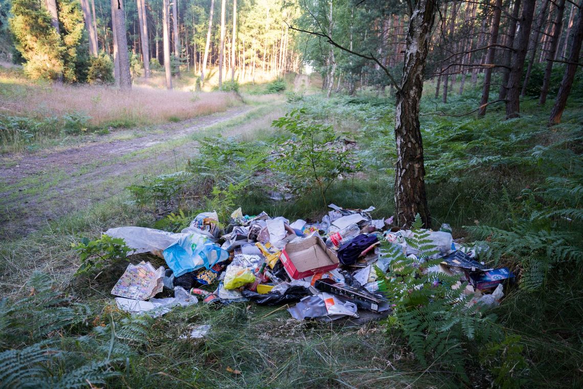 890 łamano przepisy w lasach. Mandaty na łączną kwotę 15.720 zł