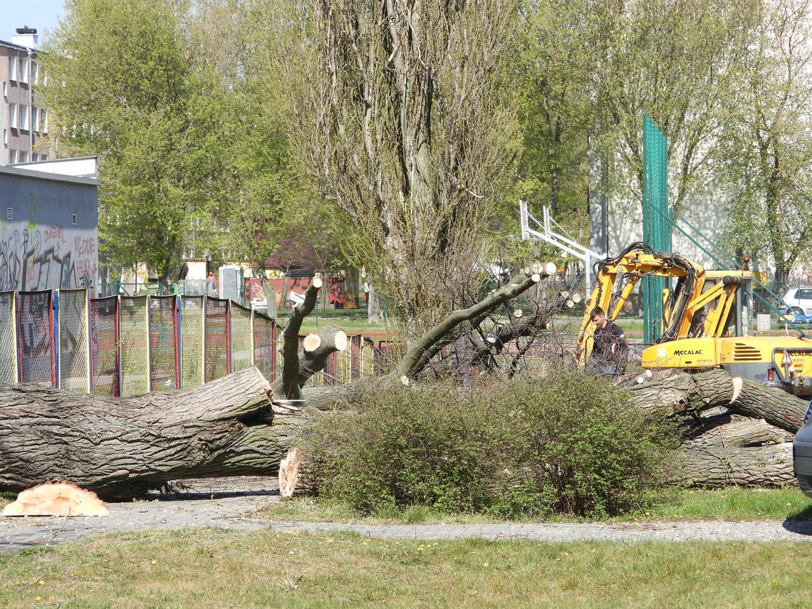 Wytną 61 drzew na terenie Włocławka. Drewno trafi do leśniczówki "Dąbrówka"