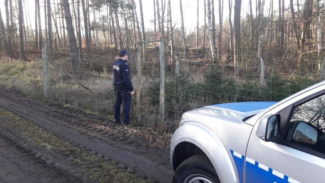 Za samowolne wycięcie choinki z lasu można iść na rok do więzienia...