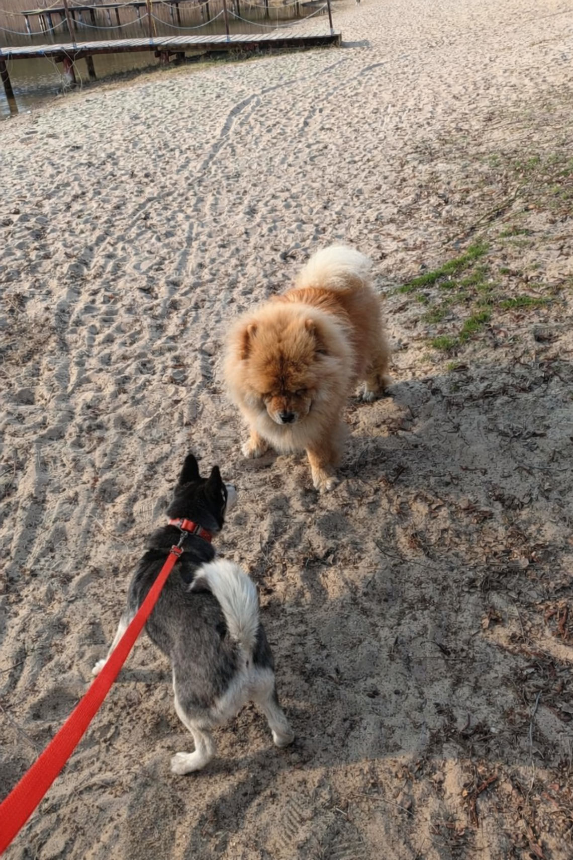 „Zawsze jest jakaś akcja”. Problem psów bez smyczy nad Jeziorem Czarnym