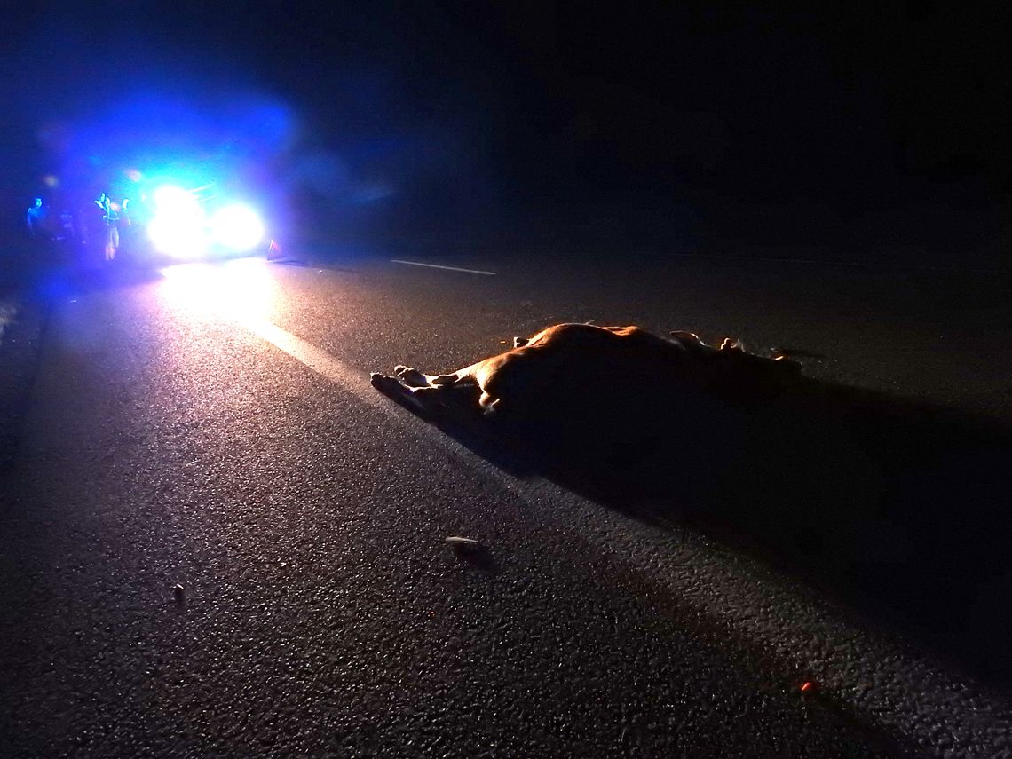 Zderzenie z łosiem na drodze Kowal-Włocławek. [Zdjęcia nie dla wrażliwych]