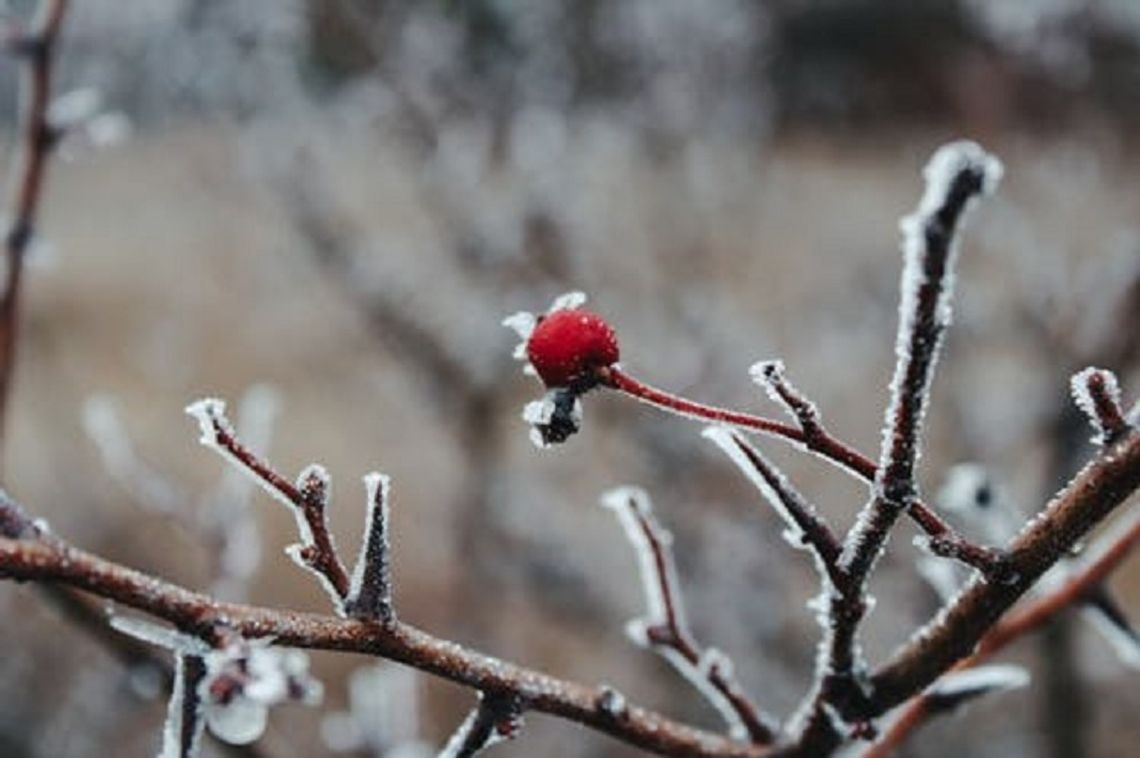 Zima nie odpuszcza. W czwartek we Włocławku do -10 stopni
