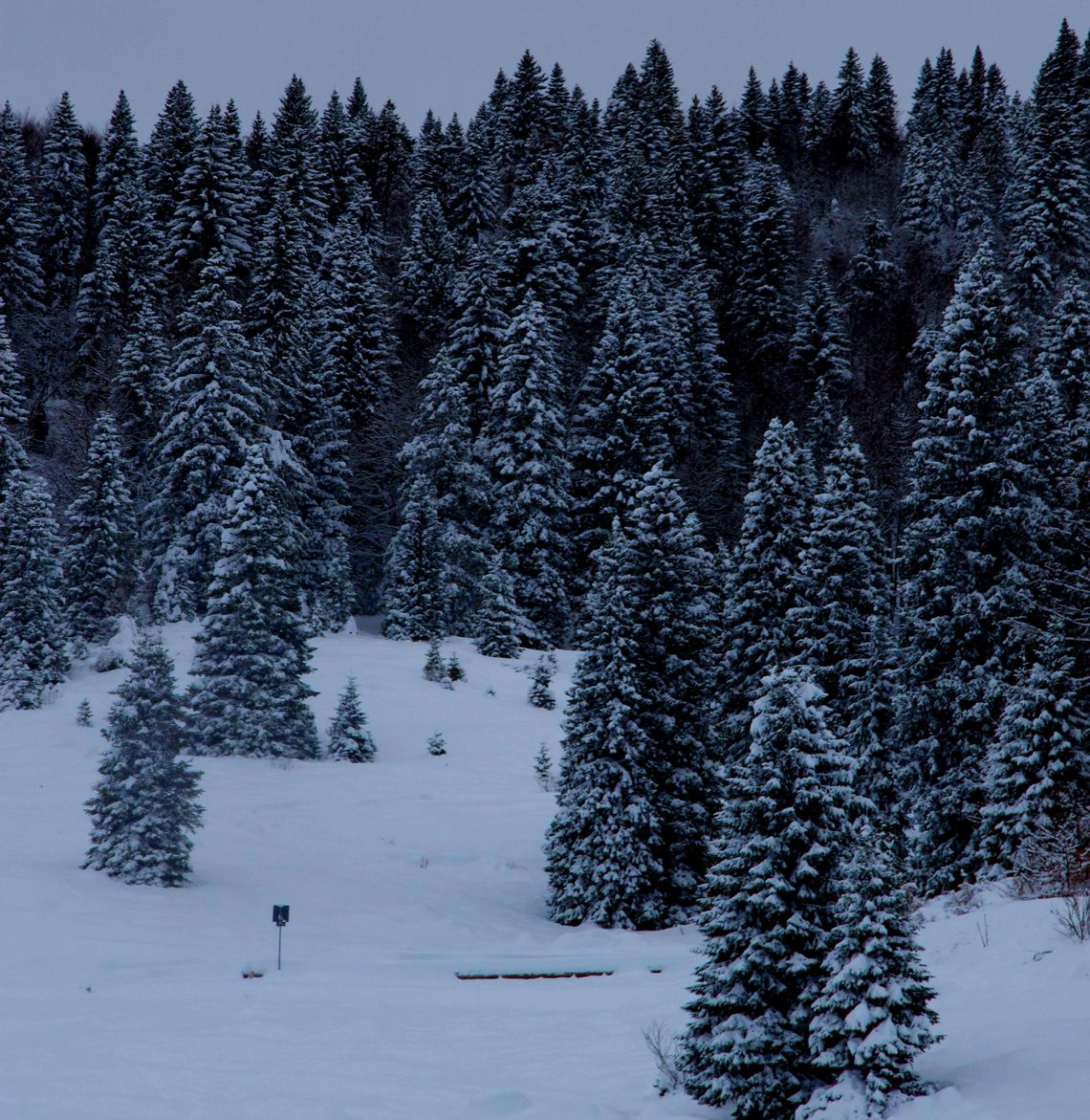 Znamy ceny choinek w Nadleśnictwie Włocławek. Jedne tańsze o połowę! Znamy ceny choinek w Nadleśnictwie Włocławek. Jedne tańsze o połowę!
