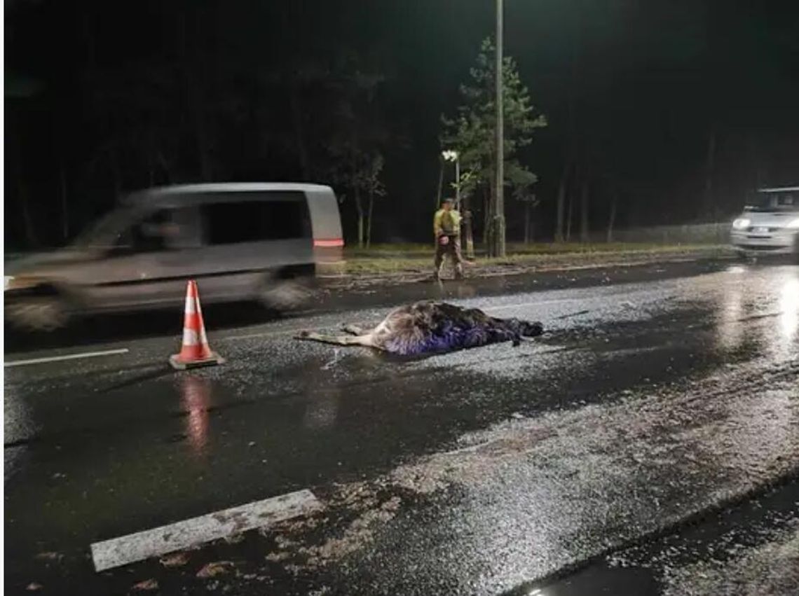 Zwierzę wybiegło na ulicę i doszło do kolizji z Seatem