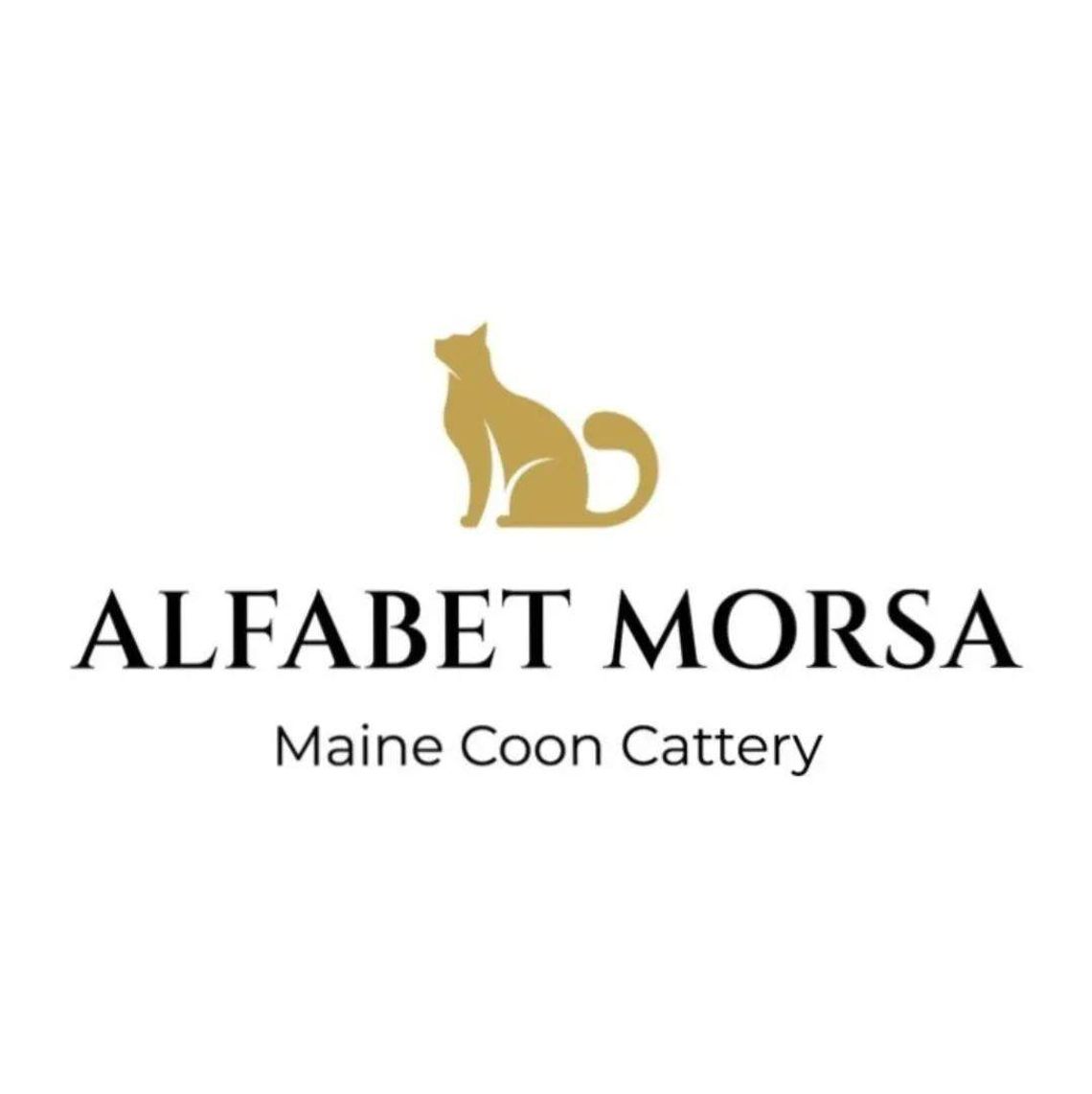 Hodowla Kotów Maine Coon - Alfabet Morsa*PL