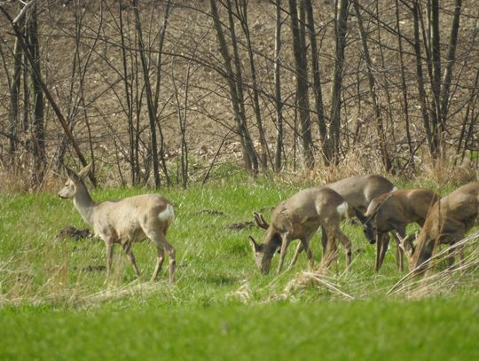 Tymczasem na podwłocławskich polach