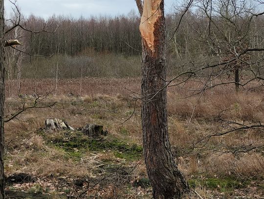 fot.OSP KSRG Smólnik